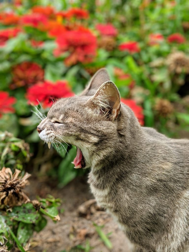 Cat Yawning Park Kennedy Miraflores Peru